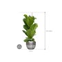 Ficus lyrata in Baq Opus Raw afmeting